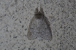 baibarasirosyatihoko010_s.jpg