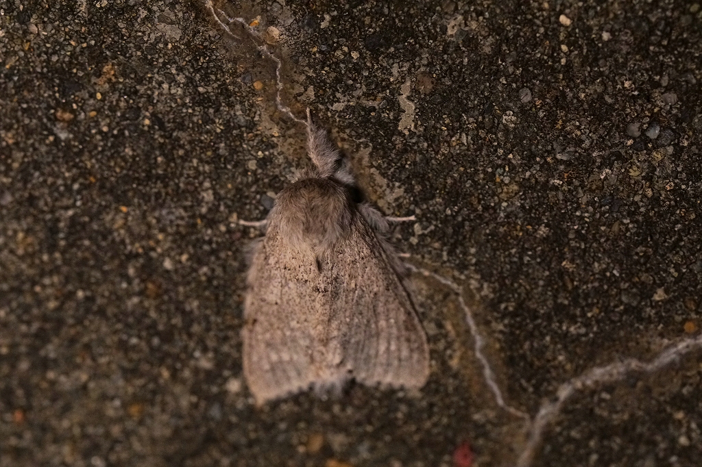baibarasirosyatihoko082m.jpg