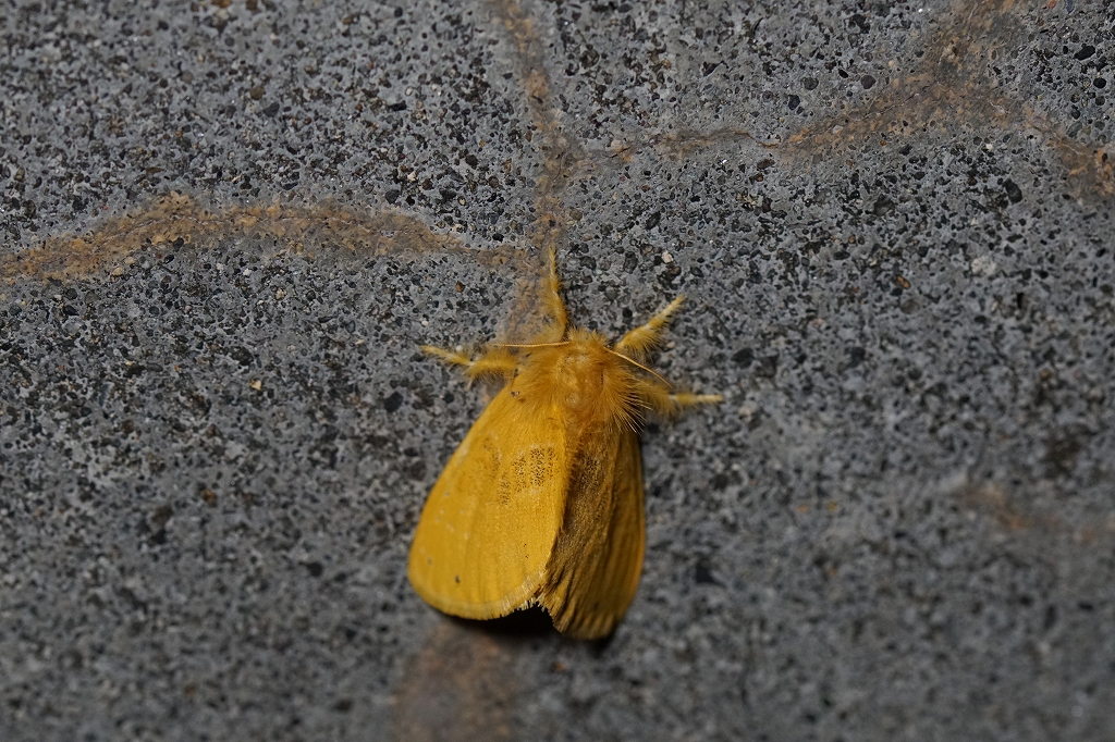 dokuga085.jpg