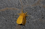 dokuga085_s.jpg