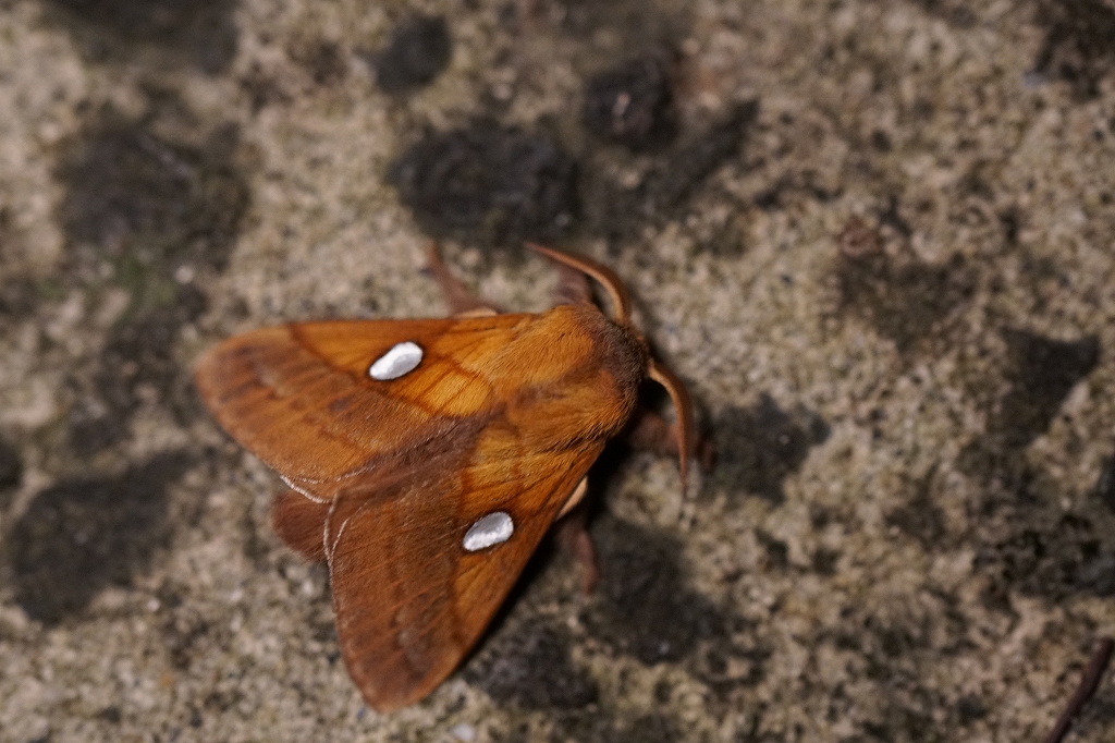 ginmonkareha023.jpg