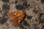 ginmonkareha023_s.jpg
