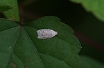 gomafusirokibaga389_s.jpg