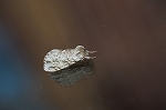 haiirosyatihoko216_s.jpg