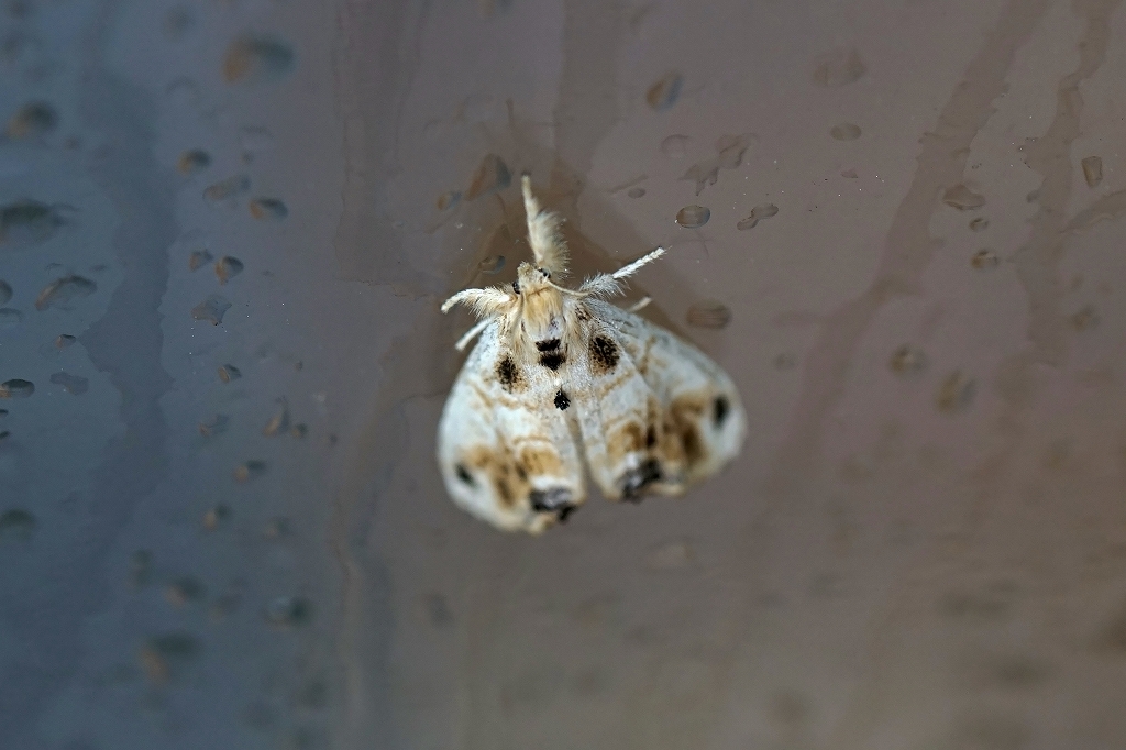 himesiromondokuga031m.jpg