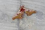 himeyamamayu047m_s.jpg