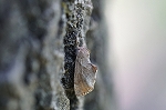 hinasyatihoko073_s.jpg