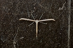 hirugaotoriba103m_s.jpg