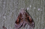 hosobasyatihoko513m_s.jpg