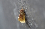 kiegurisyatihoko005m_s.jpg