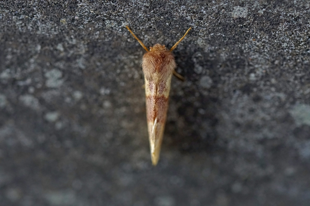 kiegurisyatihoko012m.jpg