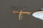 kinbanetibitoriba058m_s.jpg