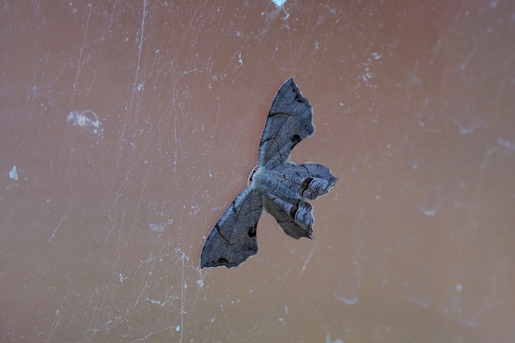 kurohosifutao055m.jpg
