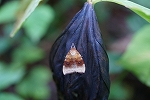 kuroobiringa024_s.jpg