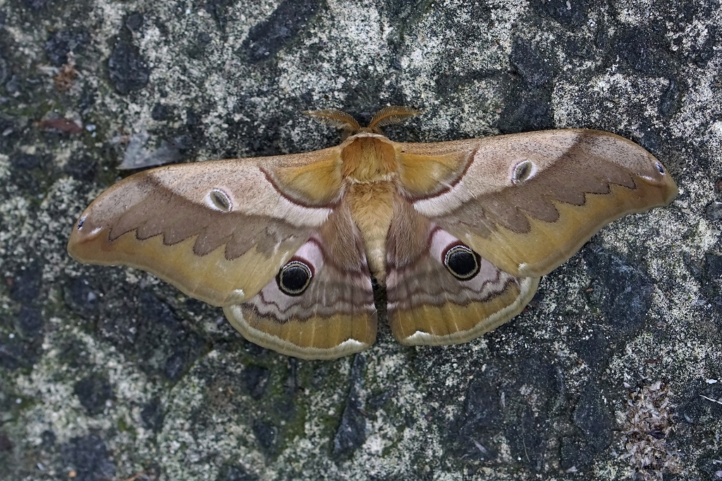 kususan036m.jpg