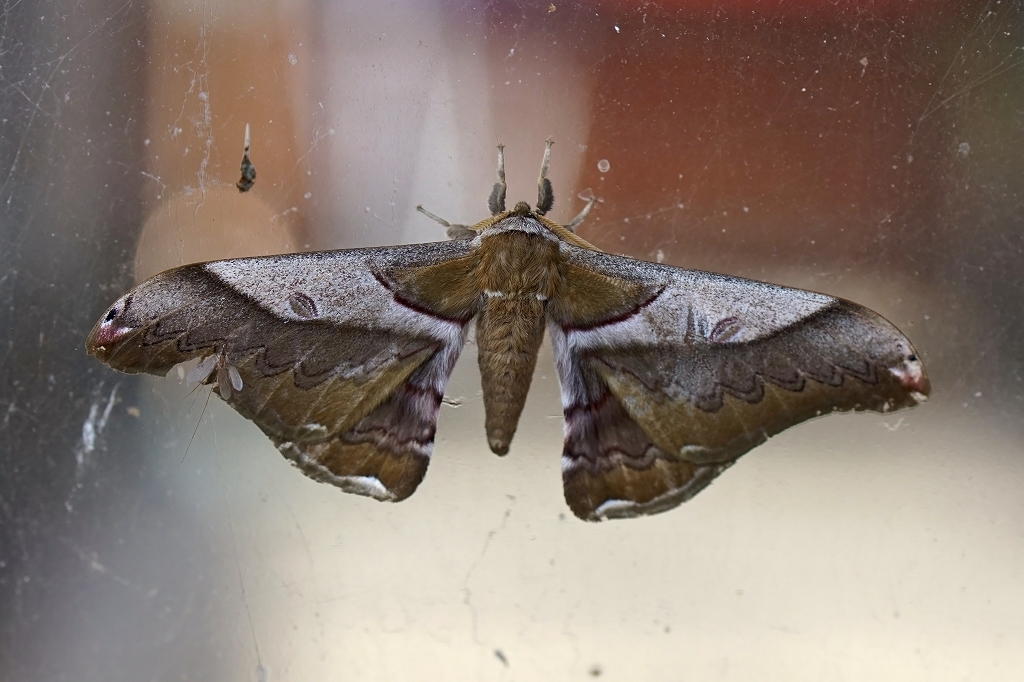 kususan041m.jpg