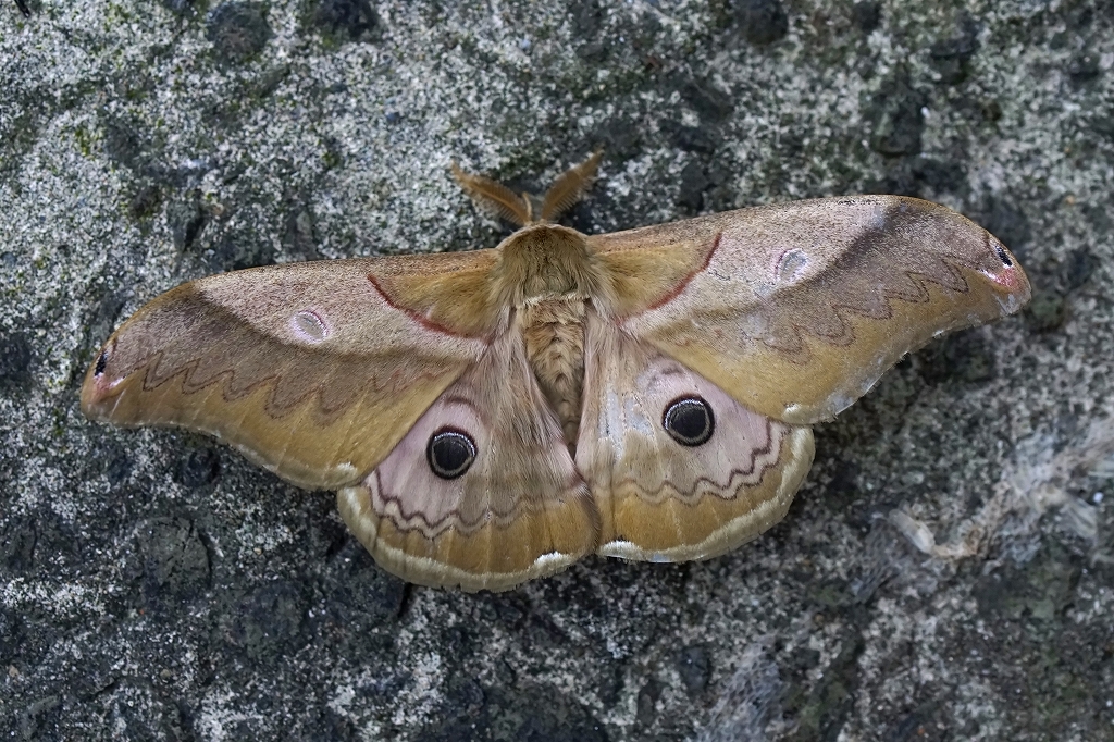 kususan066m.jpg