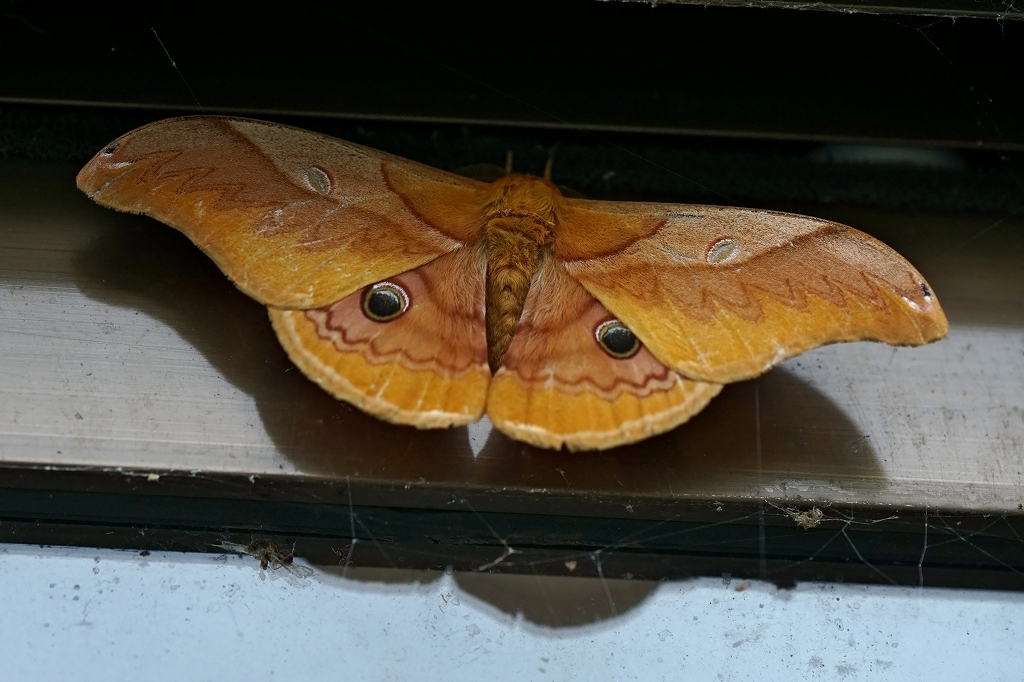 kususan041m.jpg