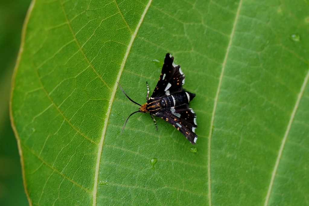 madoga026m.jpg