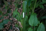 mayumisirosuga105_s.jpg