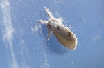 monsirodokuga197_s.jpg