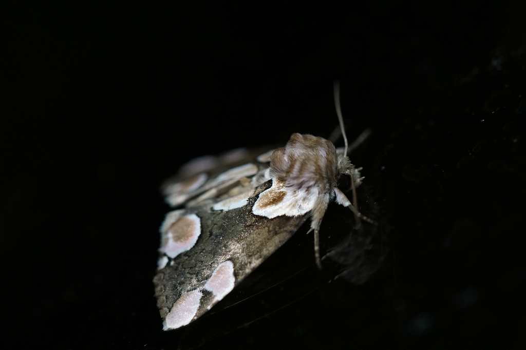 montogariba959.jpg