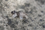 nakaguromokumesyatihoko110_s.jpg
