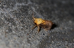 nasiiraga269_s.jpg
