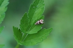 natuhazehimehamaki093_s.jpg