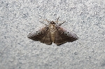 oomaebenitogariba124_s.jpg
