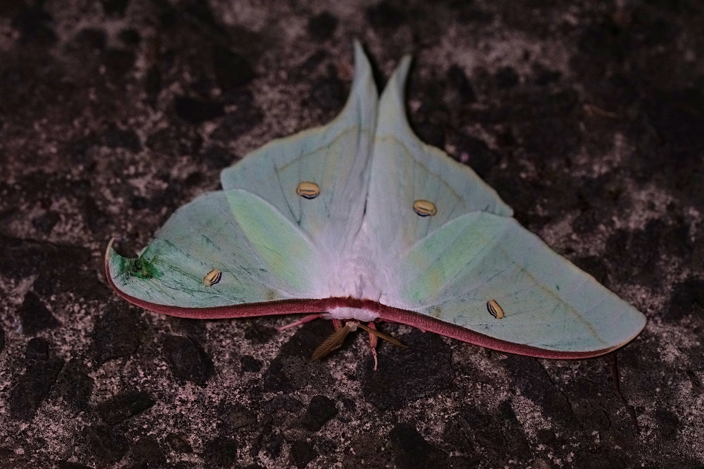 oomizuao012m.jpg