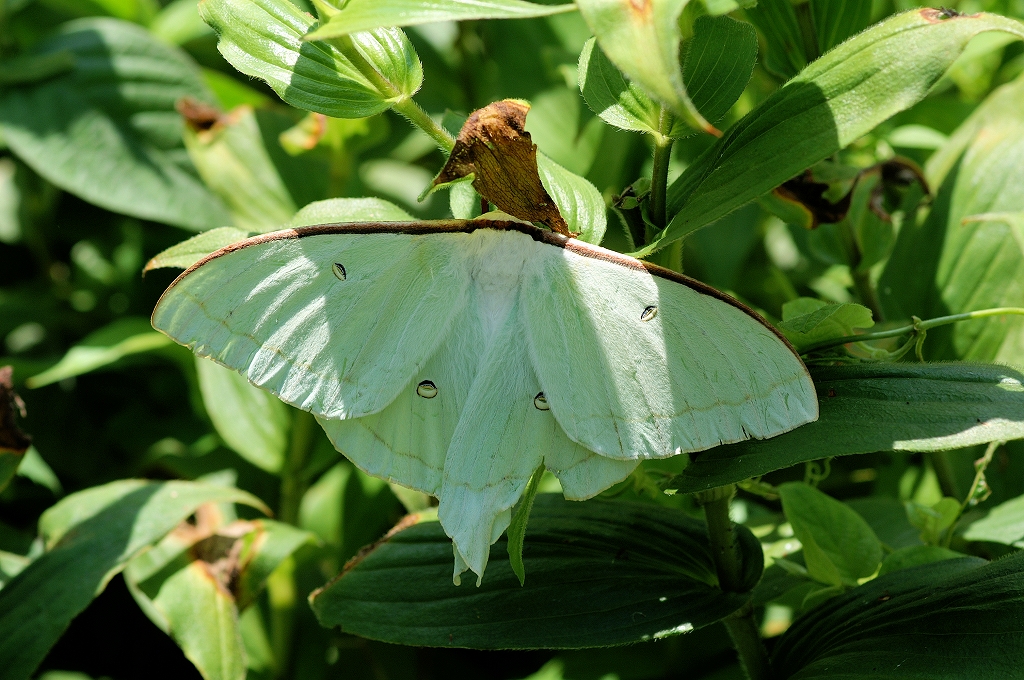 oomizuao025m.jpg