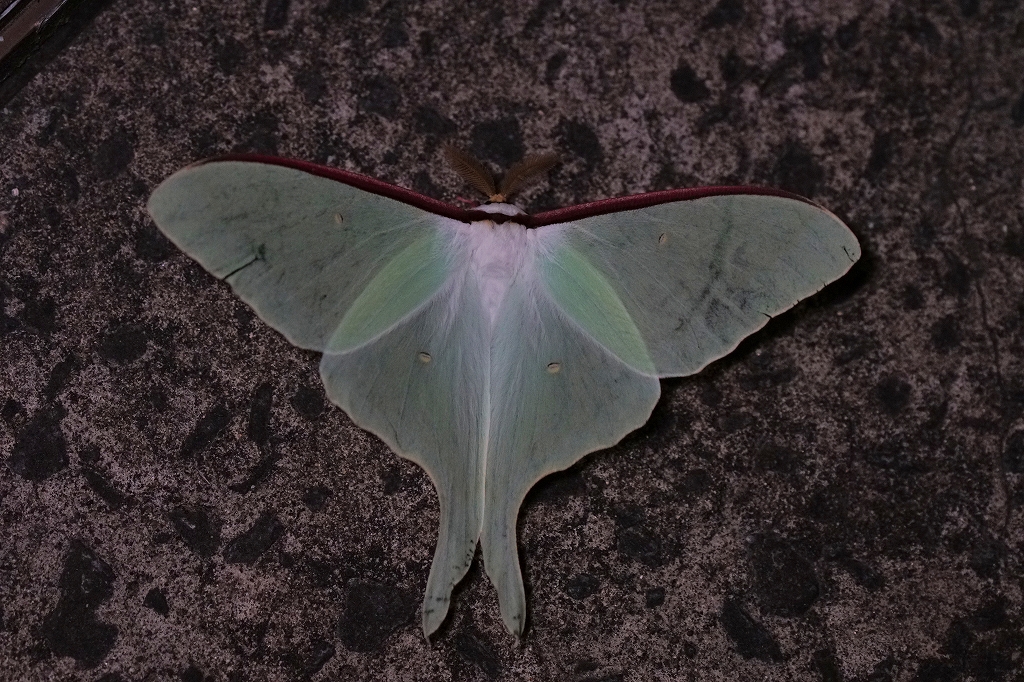 oomizuao074m.jpg