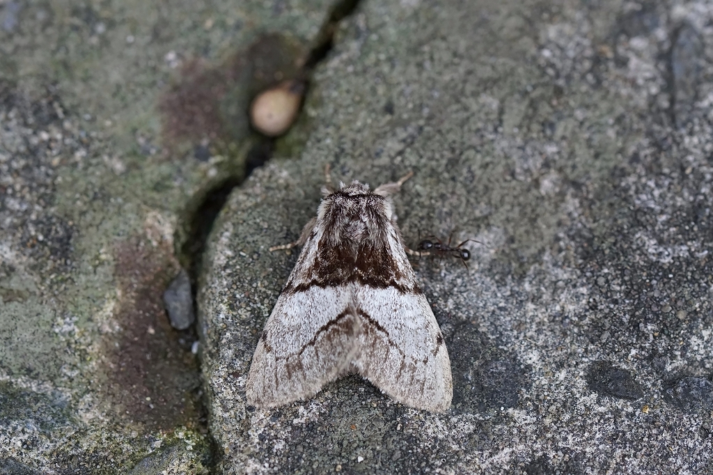 ootobimonsyatihoko057m.jpg