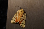 sarasaringa284_s.jpg