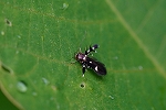 sirotenkuromaikoga013m_s.jpg