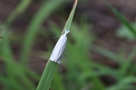 sirotutoga050m_s.jpg