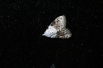 sotogurokobuga458m_s.jpg