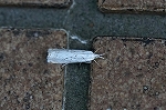 tensujitutoga006m_s.jpg