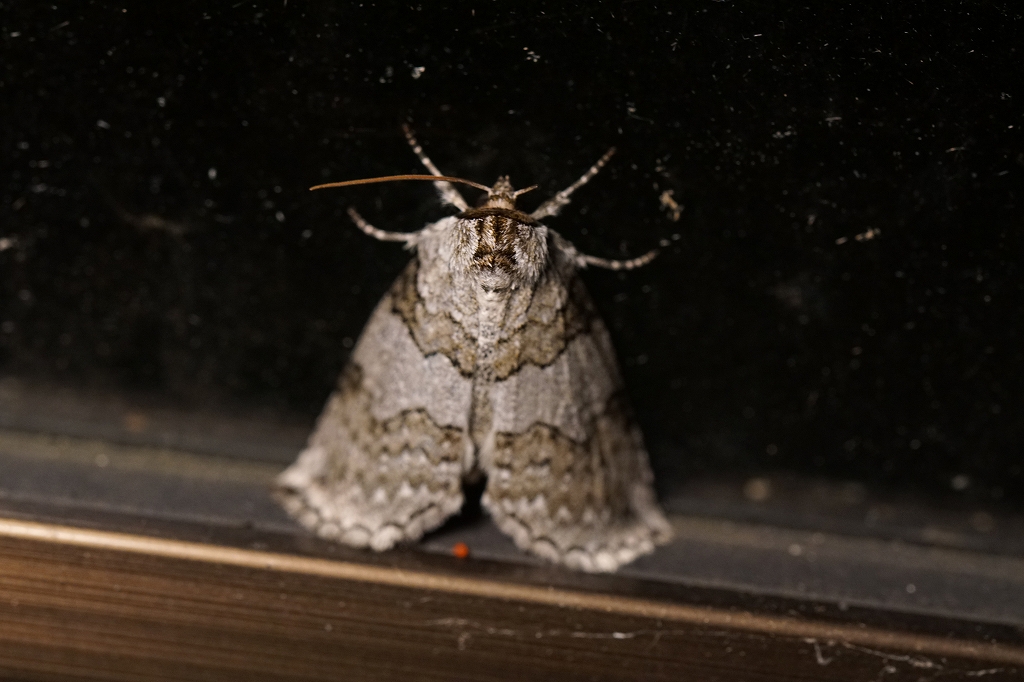 usujirotogariba233.jpg