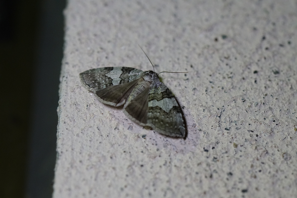 usujirotogariba243.jpg