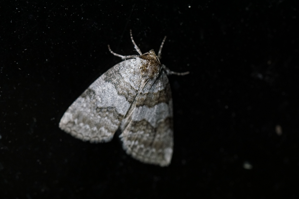 usujirotogariba439.jpg