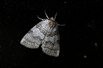usujirotogariba439_s.jpg