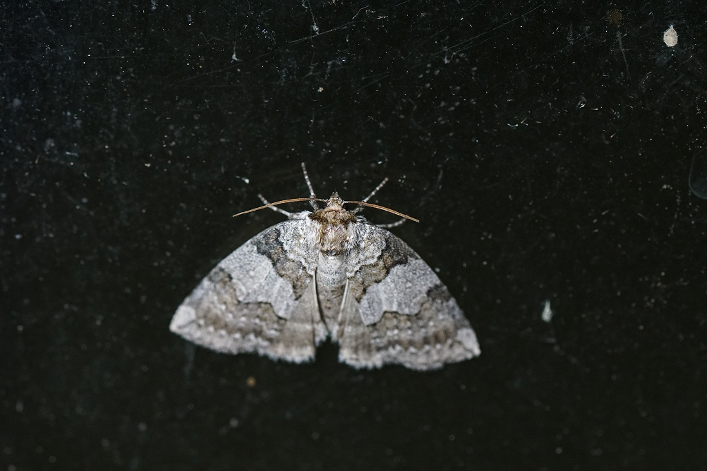 usujirotogariba638.jpg