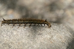 yosikareha184m_s.jpg