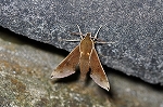 biroudosuzume584_s.jpg