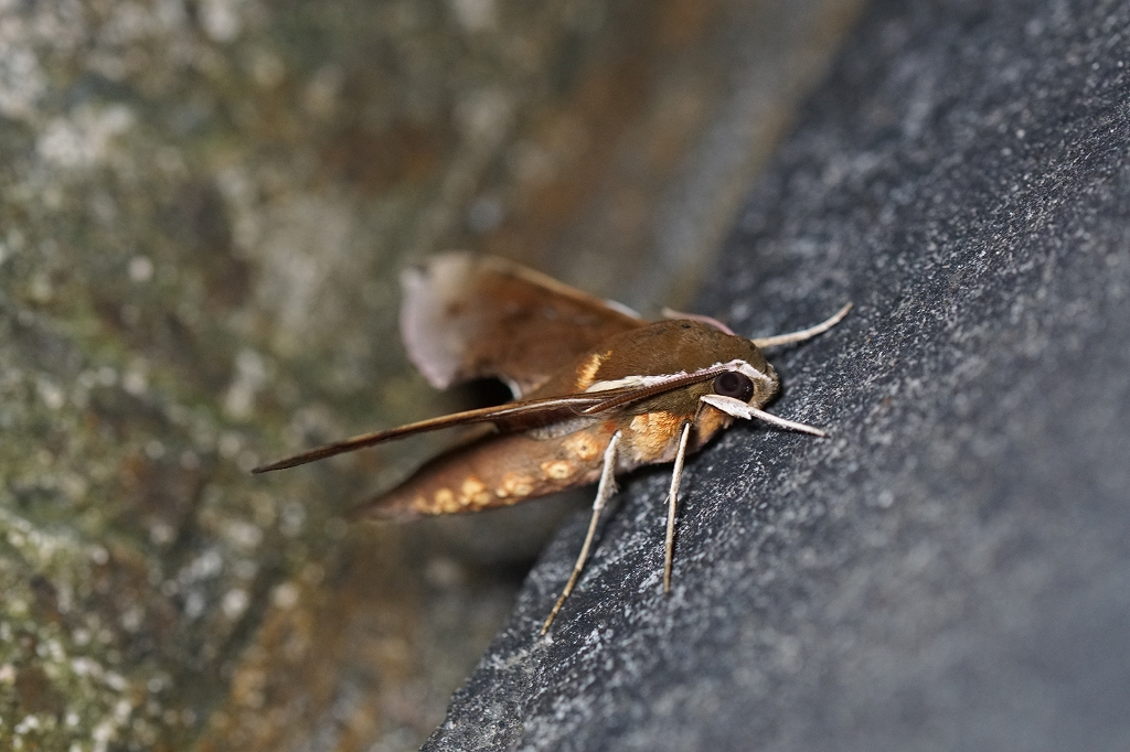 biroudosuzume595.jpg