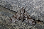 ezosimofurisuzume480_s.jpg