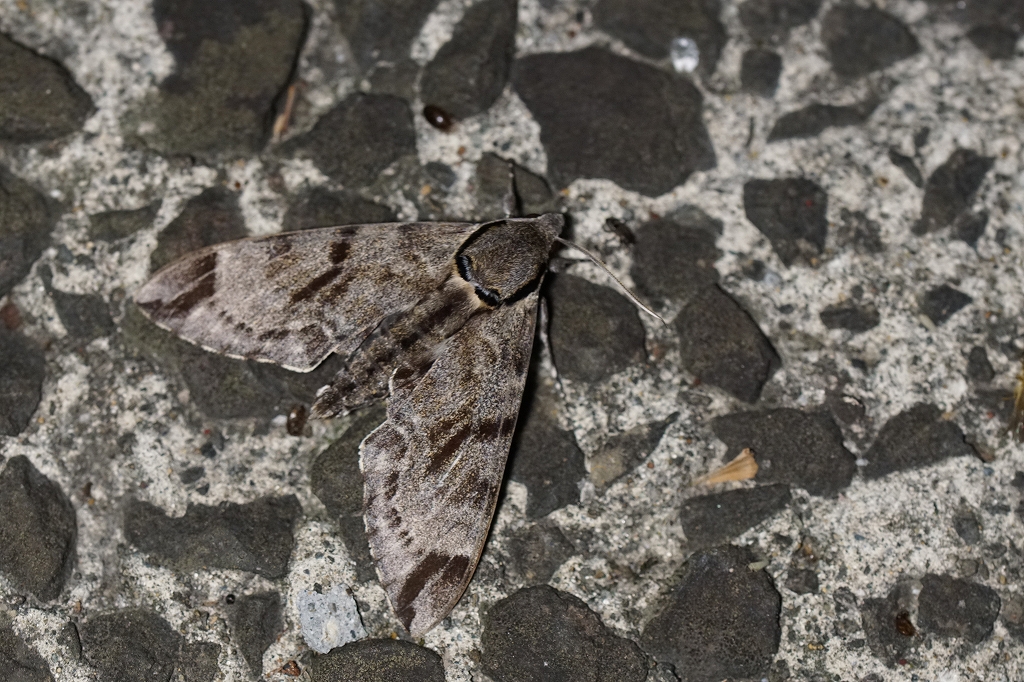 ezosimofurisuzume483.jpg