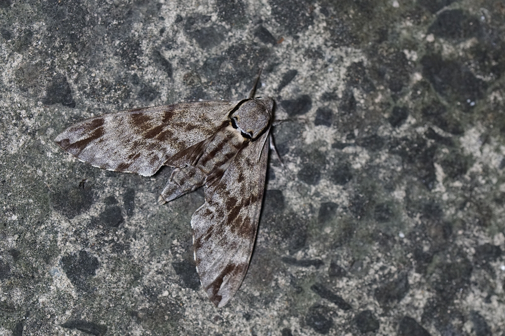 ezosimofurisuzume489.jpg